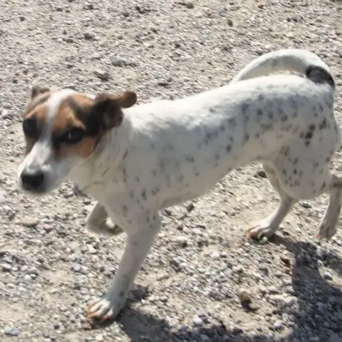 Adopter Betty