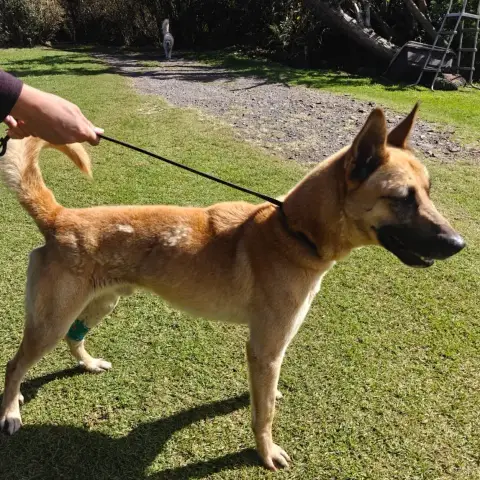 Fanjan Malinois