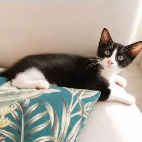Bam