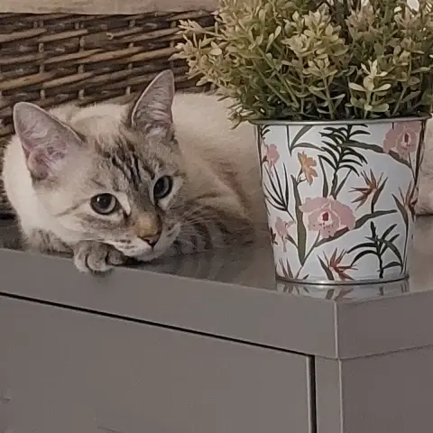 Mia