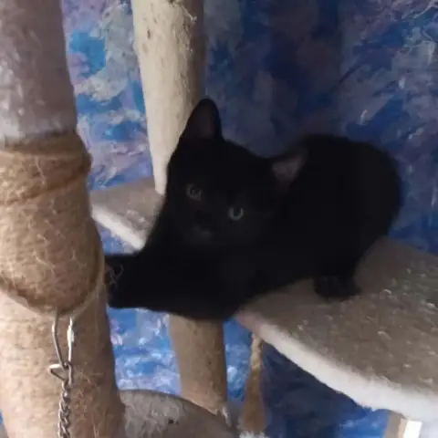 Otis