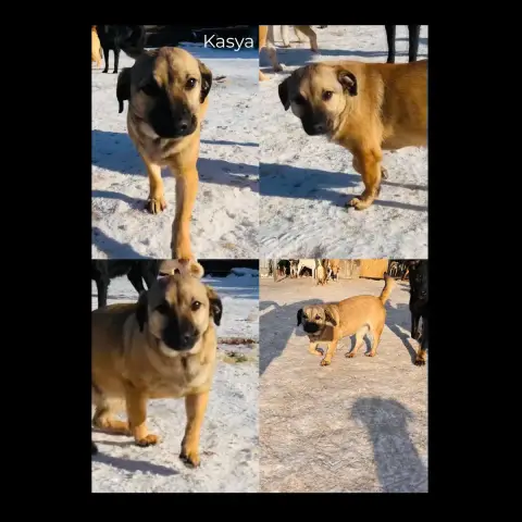Kasya