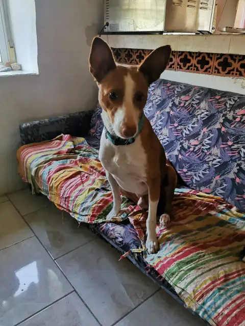 Golfo photo 3