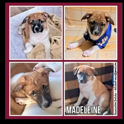 Madeleine