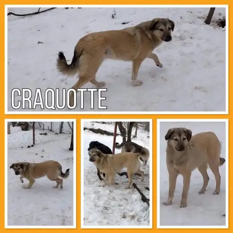 Craquotte