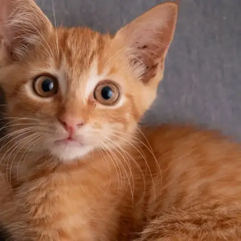 ✨️ Cooper ✨️ 🐱 photo 2