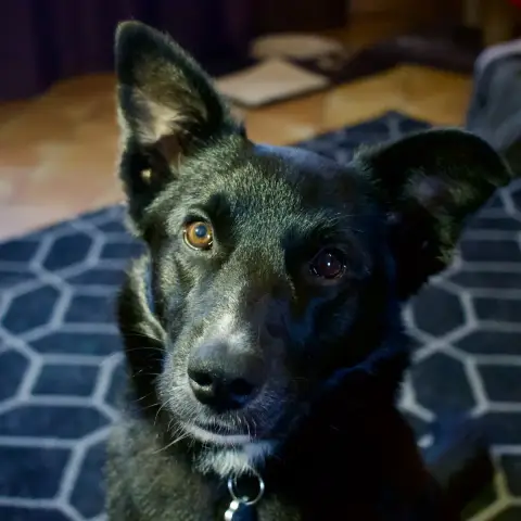 Réglisse