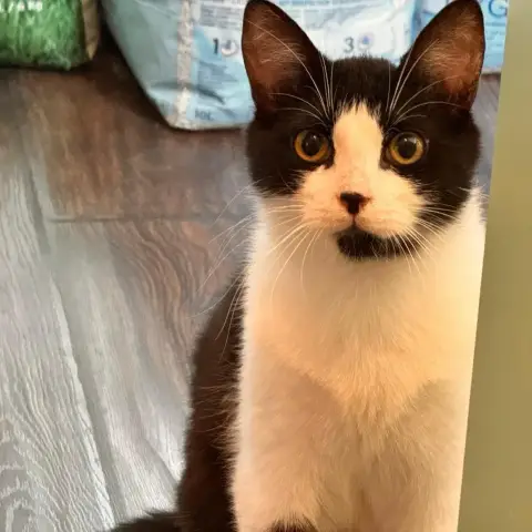 Puma