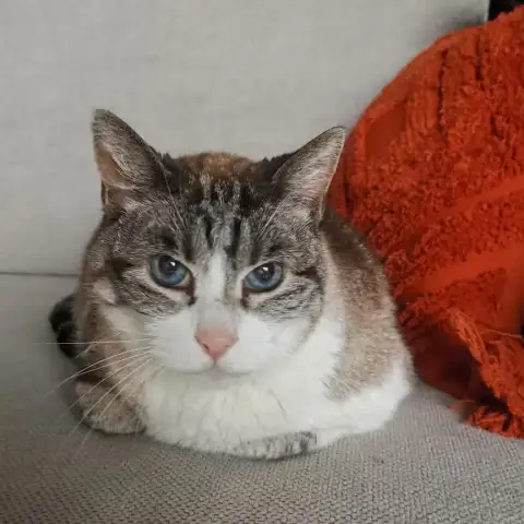 Coco Cherche Famille D'Accueil