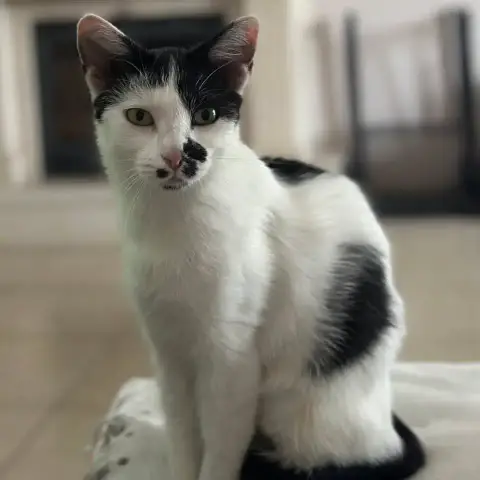 Galia