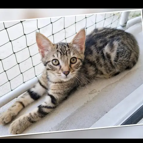 Bonnibel
