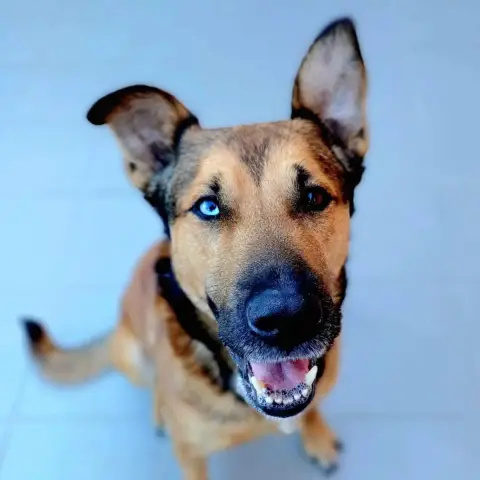 Saïko
