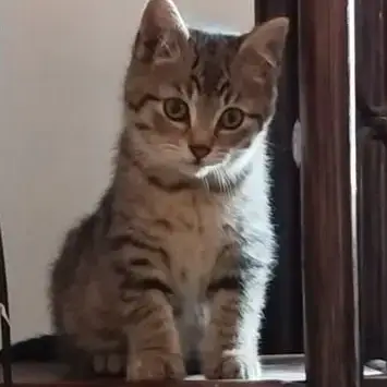 Chatons