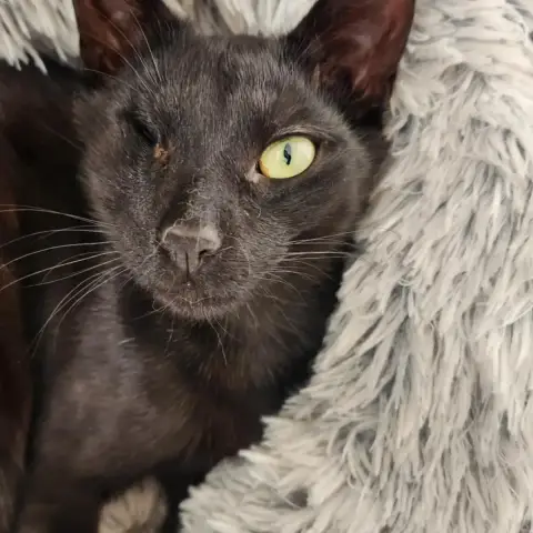 Kovu photo 2