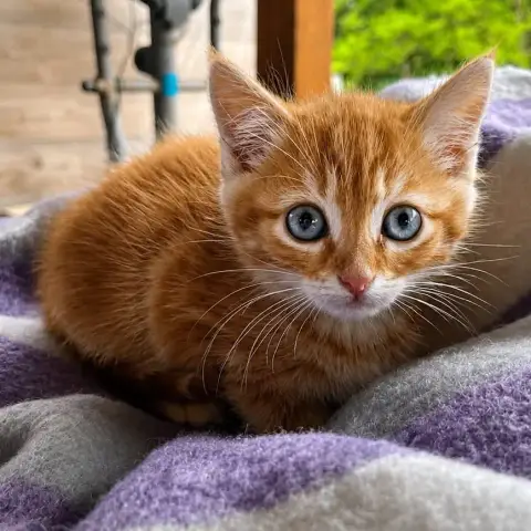 Pumpkin