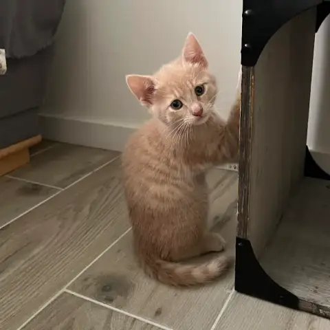 Alfie
