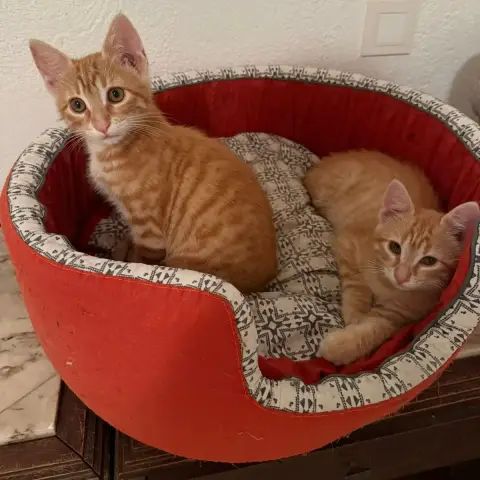Bridget Et Archibald