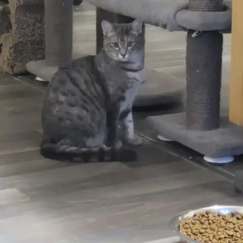 Chats Craintifs photo 2