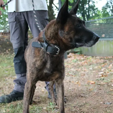 Adopter Cronos