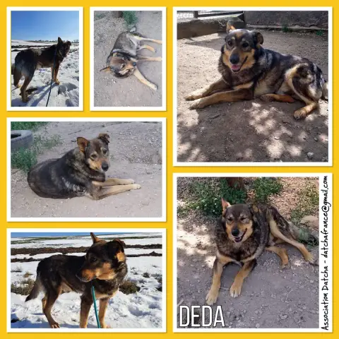 Deda