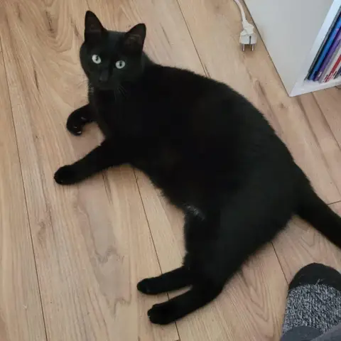 Bat