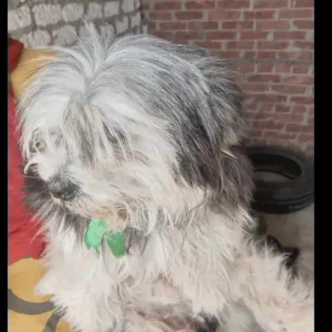 Pedro