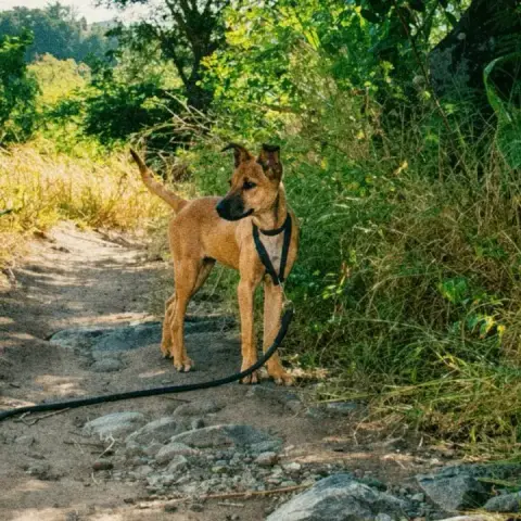 Zuka