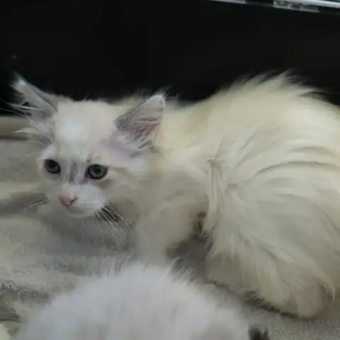 Blanche photo 2