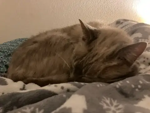 Simba photo 3
