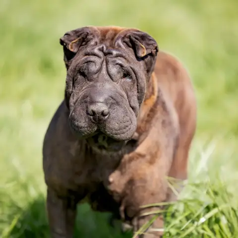 Orka