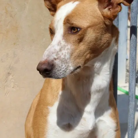Lazaro