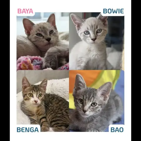 Baya