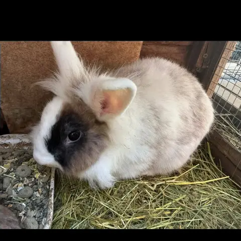Bonnie
