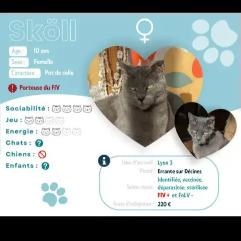 Sköll