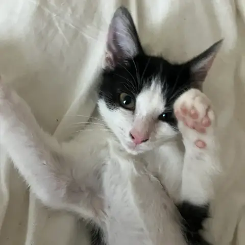Biscuit