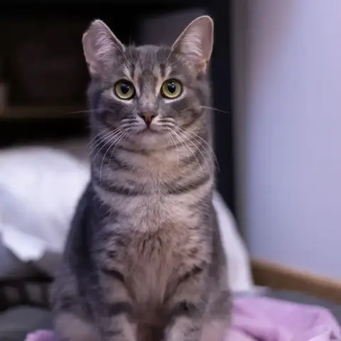 Chipie photo 3