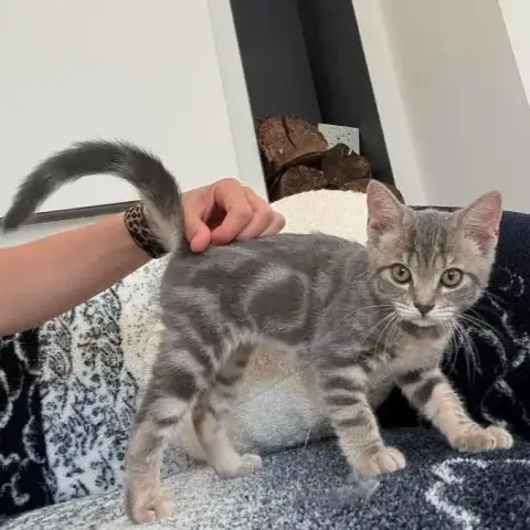Ina