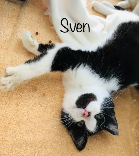 Sven