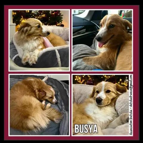 Busya
