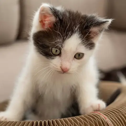 Perle photo 2