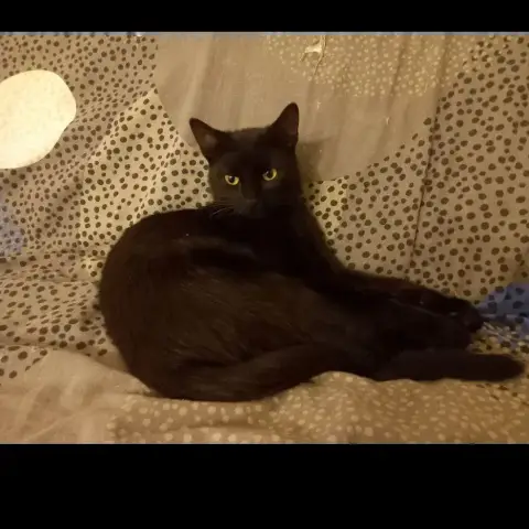 Cola