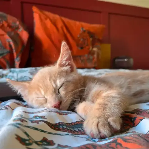 Ginger photo 2