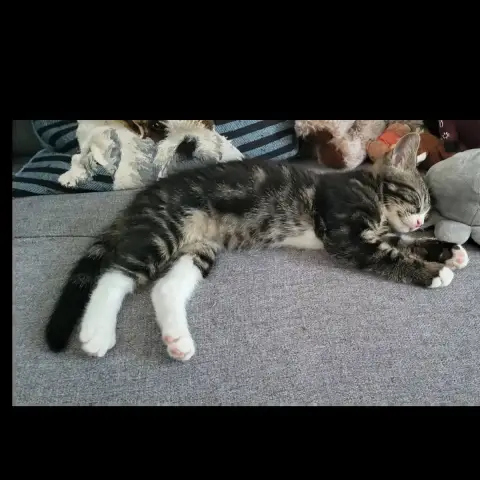 Bandit photo 2