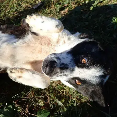 Mira photo 3