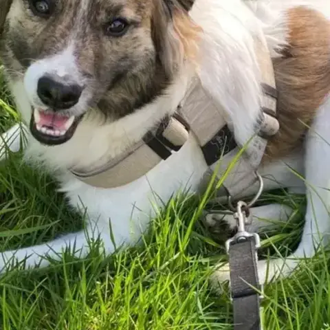 Balto