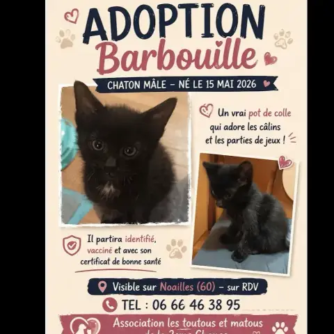 Barbouille