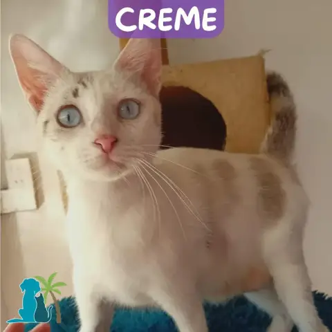 Creme