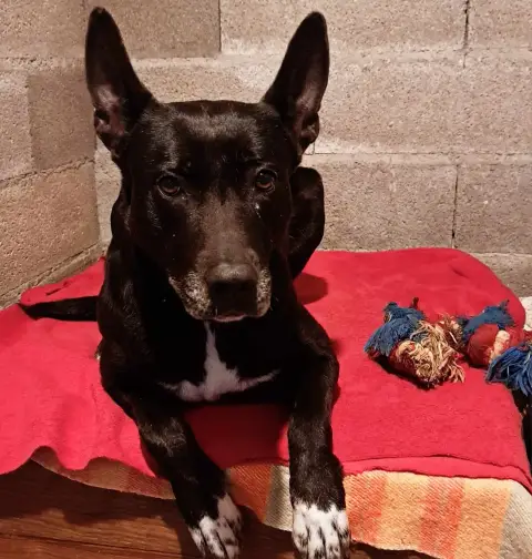 Xena
