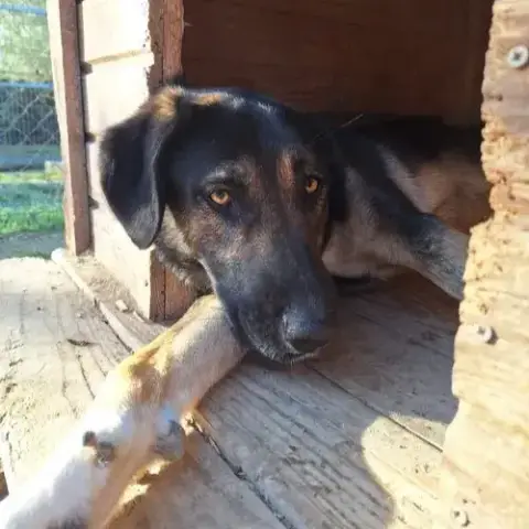 Pepita