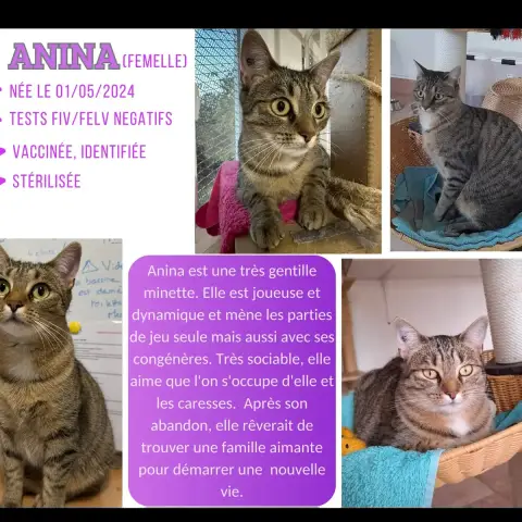Anina
